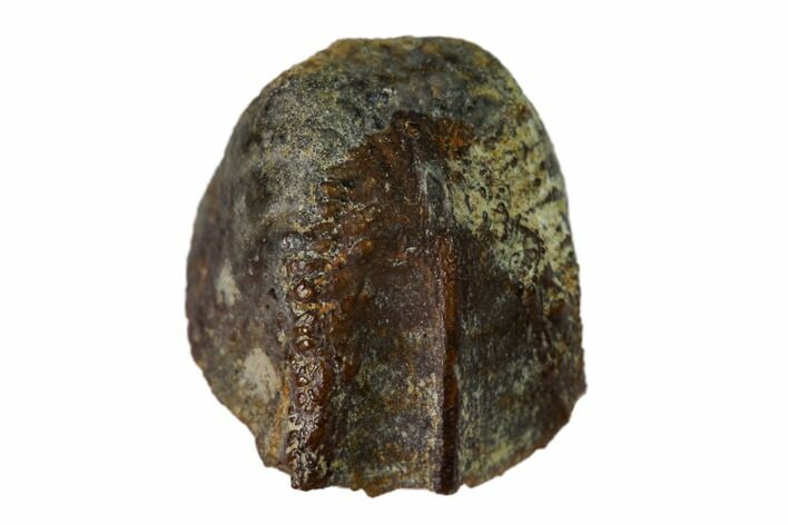 Fossil Hadrosaur (Edmontosaurus) Shed Tooth - Wyoming #148839